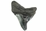 Fossil Megalodon Tooth - Pathological Tooth #168963-1
